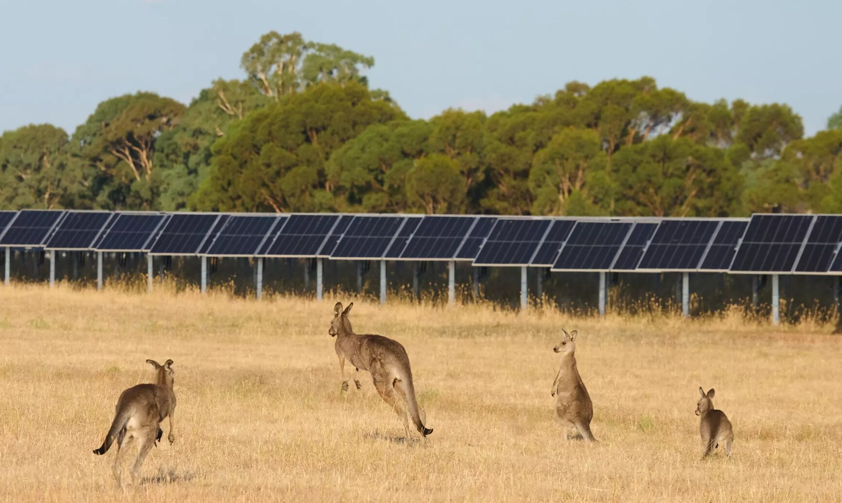 parque solar european energy australia