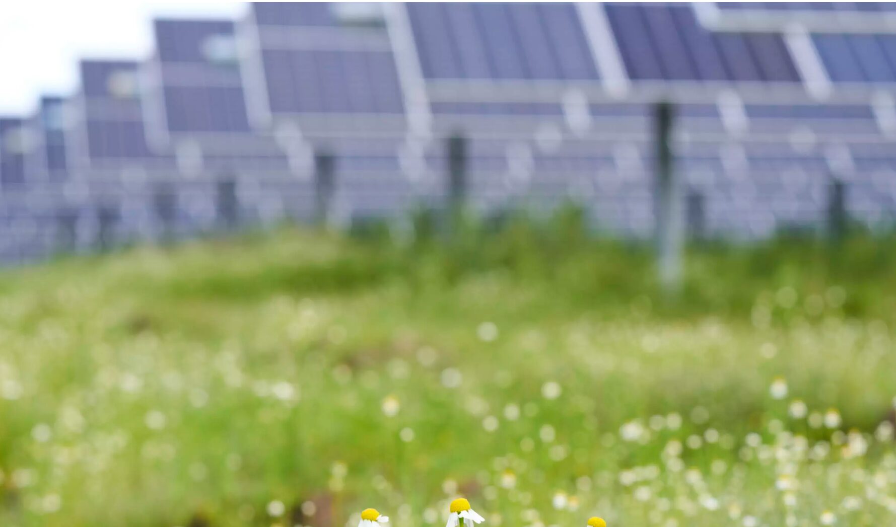 cbs global competition